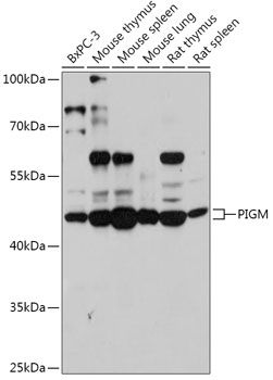 Western blot