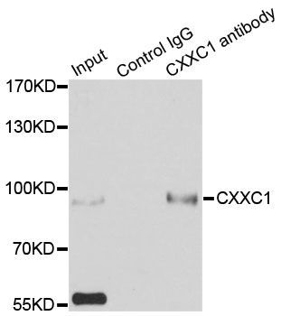 Immunoprecipitation - CXXC1 Polyclonal Antibody (144-013423)