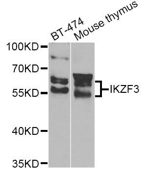 Western blot - IKZF3 Antibody (144-07287)