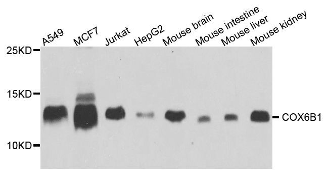 Western blot - COX6B1 antibody (144-02641)