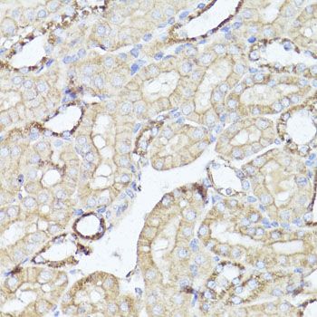 Immunohistochemistry - OPRK1 Polyclonal Antibody (144-60557)