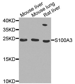 Western blot - S100A3 Polyclonal Antibody (144-04102)