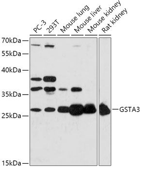 Western blot