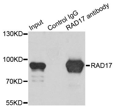 Immunoprecipitation - RAD17 Polyclonal Antibody (144-05359)
