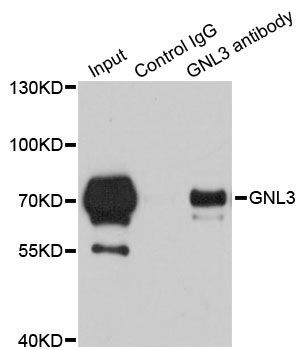 Immunoprecipitation - GNL3 Polyclonal Antibody (144-06459)
