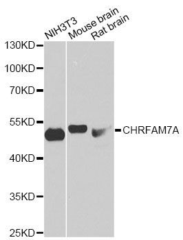 Western blot - CHRFAM7A antibody (144-12603)