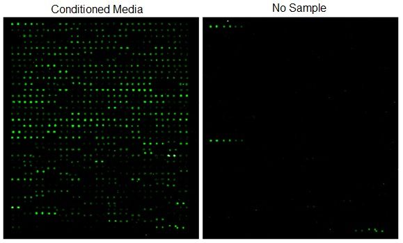 Glycosylation Antibody Array