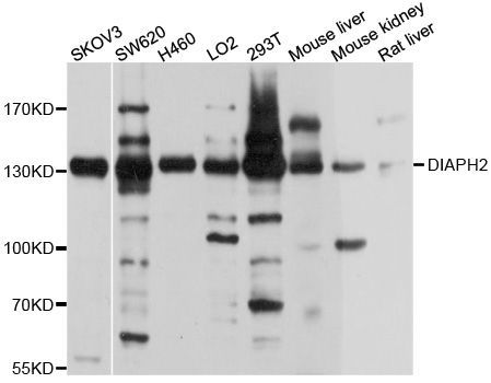 Western blot - DIAPH2 Polyclonal Antibody (144-10209)