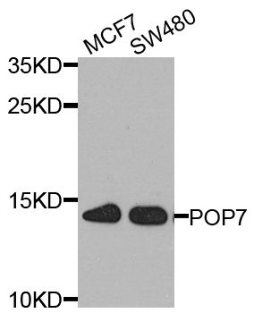 Western blot - POP7 antibody (144-08183)