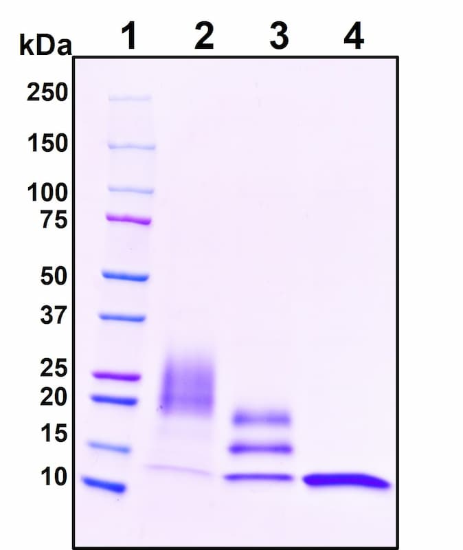 SDS-PAGE