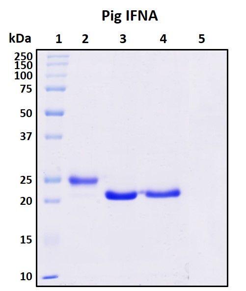 SDS-PAGE