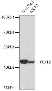 Western blot