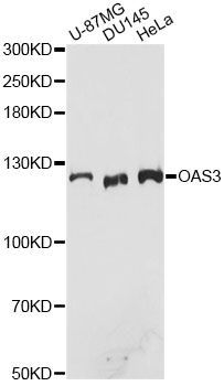 Western blot - OAS3 antibody (144-61477)
