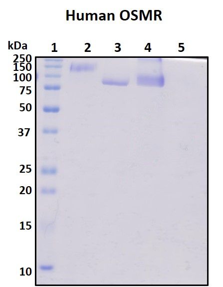SDS-PAGE