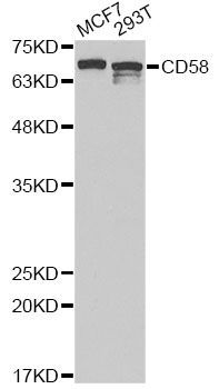 Western blot - CD58 Antibody (144-05684)