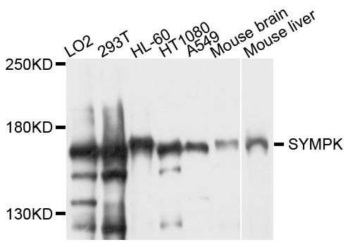 Western blot - SYMPK antibody (144-08722)