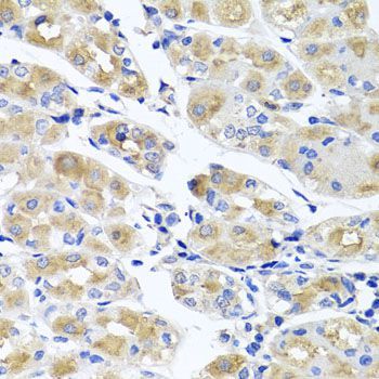 Immunohistochemistry - SPATA4 antibody (144-07608)