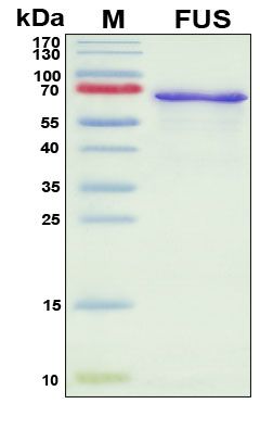 SDS-PAGE