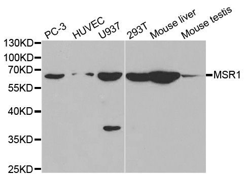 Western blot - MSR1 Polyclonal Antibody (144-01923)