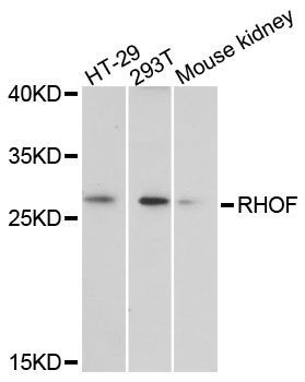 Western blot - RHOF antibody (144-61397)