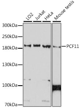 Western blot