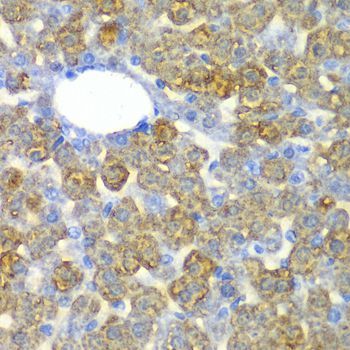 Immunohistochemistry - FAH antibody (144-60359)
