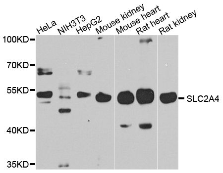Western blot - SLC2A4 antibody (144-07637)
