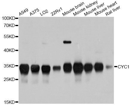 Western blot - CYC1 Polyclonal Antibody (144-010449)