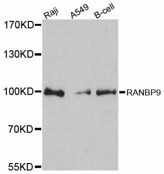 Western blot - RANBP9 antibody (144-012097)