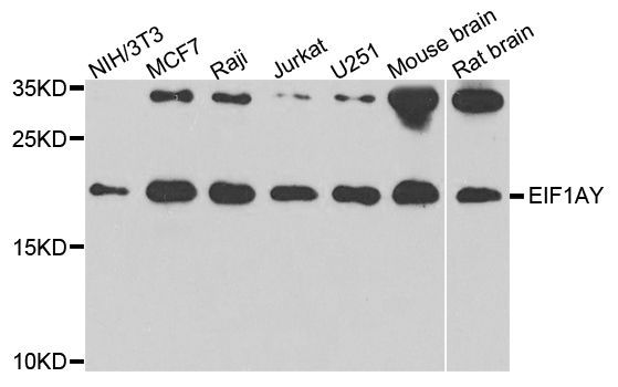 Western blot - EIF1AY antibody (144-04270)
