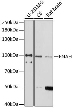 Western blot