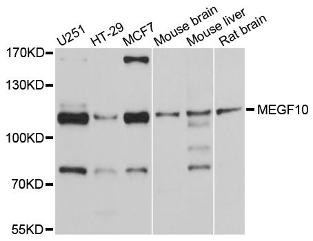 Western blot - MEGF10 Polyclonal Antibody (144-600568)