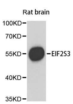 Western blot - EIF2S3 antibody (144-03848)