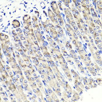 Immunohistochemistry - MAPKBP1 antibody (144-02626)