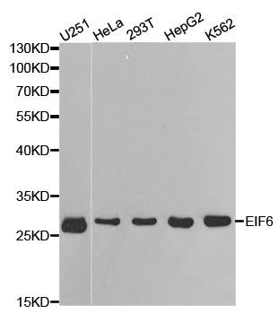Western blot - EIF6 antibody (144-01818)