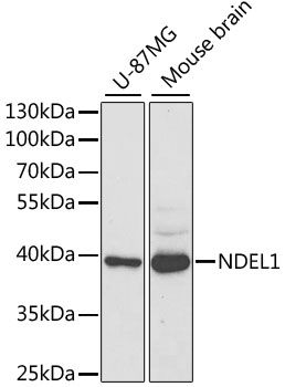 Western blot - NDEL1 Polyclonal Antibody (144-05776)