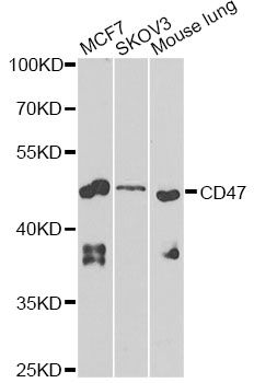Western blot - CD47 Polyclonal Antibody (144-01838)
