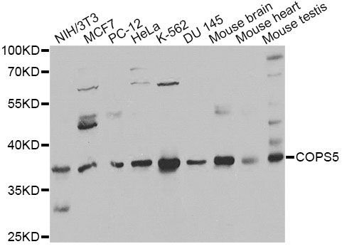 Western blot - COPS5 Polyclonal Antibody (144-013401)