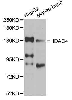 Western blot - HDAC4 Polyclonal Antibody (144-00179)