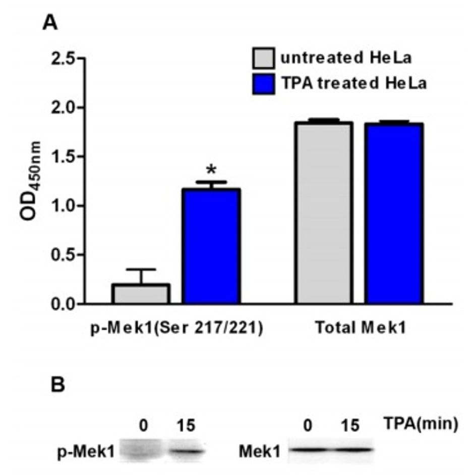 Phospho-ELISA kit Mek1 results