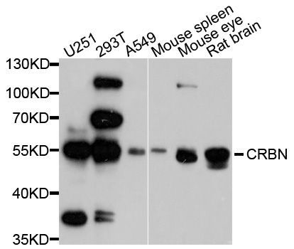 Western blot - CRBN antibody (144-04722)