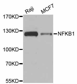Western blot - NFKB1 Polyclonal Antibody (144-11160)