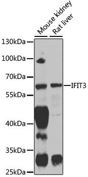 Western blot - IFIT3 antibody (144-03924)
