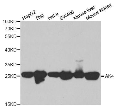 Western blot - AK4 Polyclonal Antibody (144-603441)