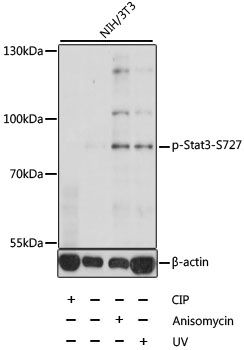 Western blot - Phospho-Stat3-S727 pAb (144-61497)
