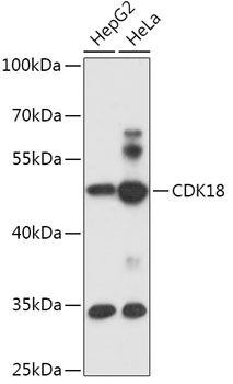 Western blot