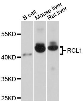 Western blot - RCL1 antibody (144-04382)
