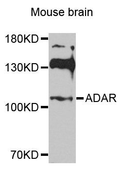 Western blot - ADAR Polyclonal Antibody (144-07869)