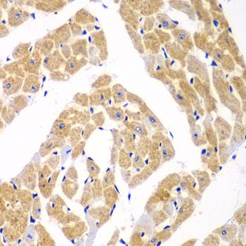 Immunohistochemistry - TOMM20 antibody (144-06774)