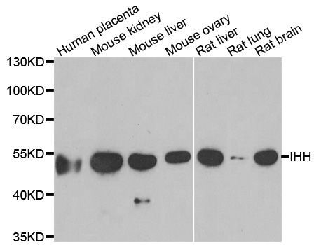Western blot - IHH antibody (144-06626)